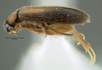 Media type: image;   Entomology 611219 Aspect: habitus lateral view